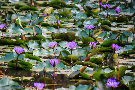 water lotusの写真素材