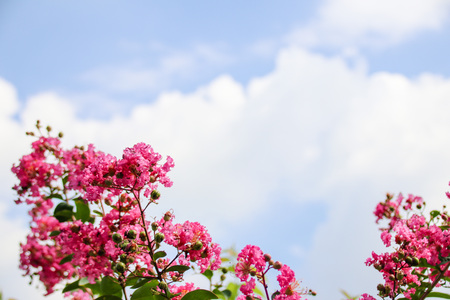 Lagerstroemia indica