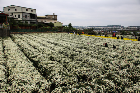Chrysanthemum morifolium in Miaoli, Taiwanの写真素材