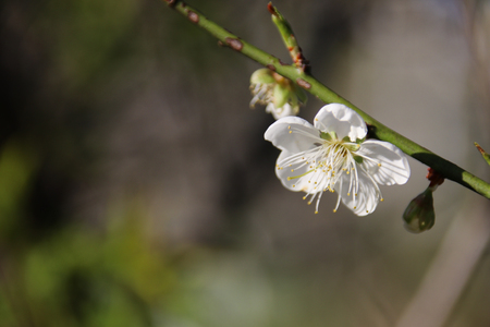 Taiwan's plum blossomの写真素材