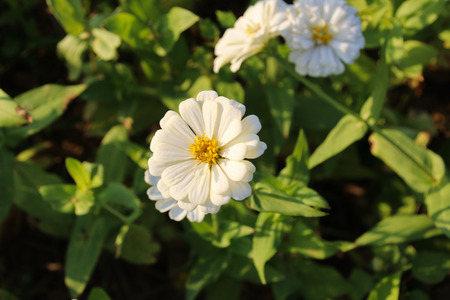 Zinnia elegans in Taiwanの写真素材