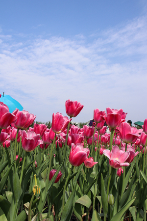 Taiwan Taichung Tulipaの写真素材