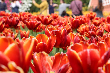 Taiwan Taichung Tulipaの写真素材