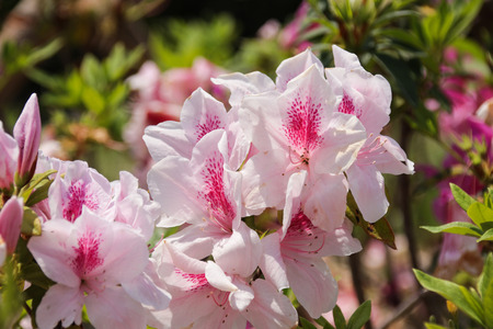 Rhododendron Pink flowersの写真素材