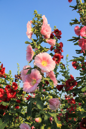 alcea roseaの写真素材