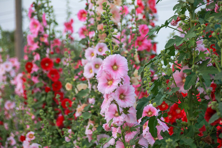 alcea roseaの写真素材