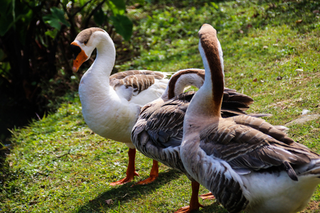 The goose in the parkの写真素材