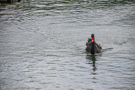 Cygniniの写真素材