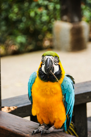 Big only cute parrotの写真素材