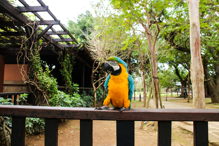 Big only cute parrot