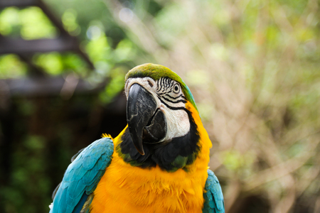 Big only cute parrot