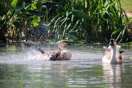 The goose in the waterの写真素材