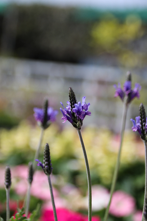 Salvia officinalisの写真素材