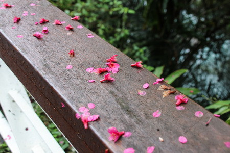 Taiwan Cherry Prunus campanulataの写真素材