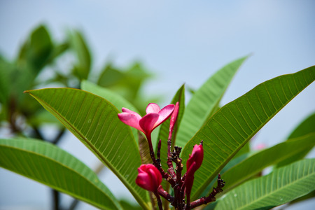 White and yellow and red Plumeria is very beautiful on the treeの写真素材