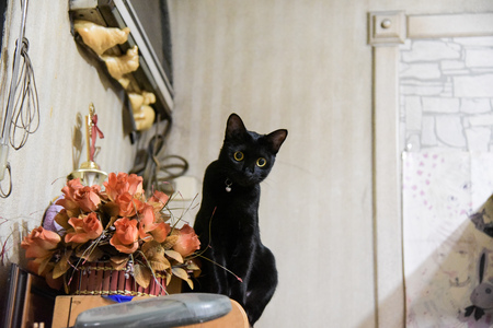 Black cat animalの写真素材