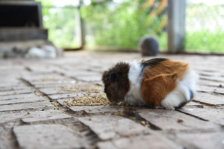 Guinea pigの写真素材