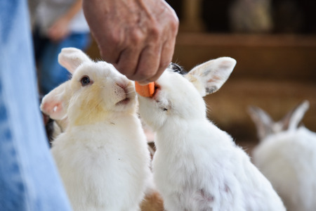 rabbitの写真素材