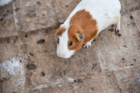 Guinea pigの写真素材