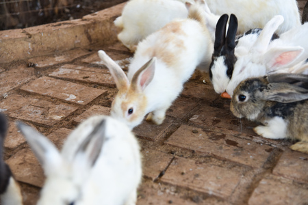 rabbitの写真素材