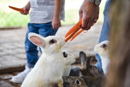 rabbitの写真素材
