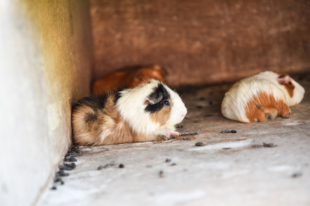 Guinea pigの写真素材