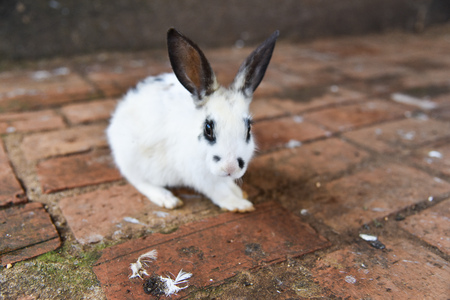 rabbitの写真素材