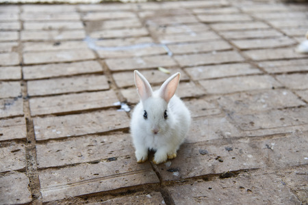 rabbitの写真素材
