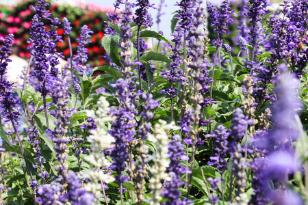 Salvia officinalisの写真素材