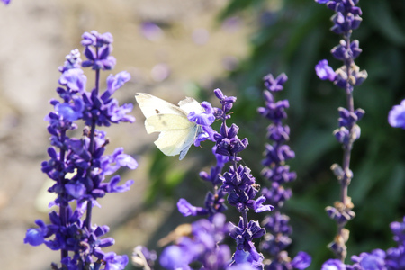 Salvia officinalisの写真素材