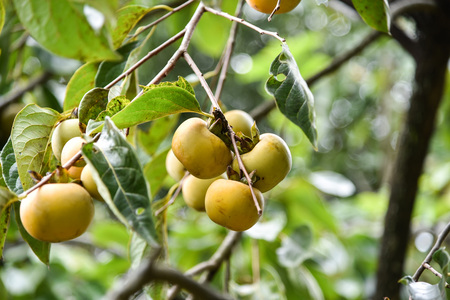 Persimmon tree is having orange persimmon.の写真素材