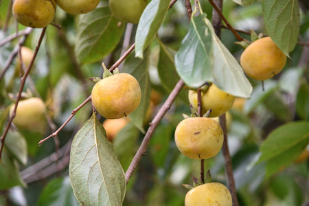 Persimmon tree is having orange persimmon.の写真素材