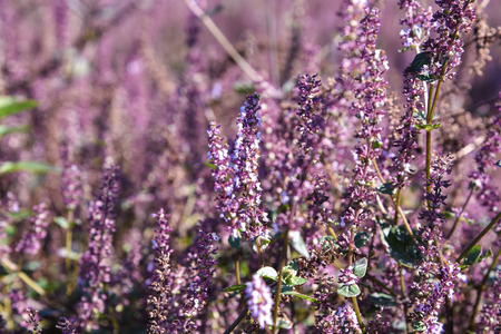 Platostoma palustreの写真素材