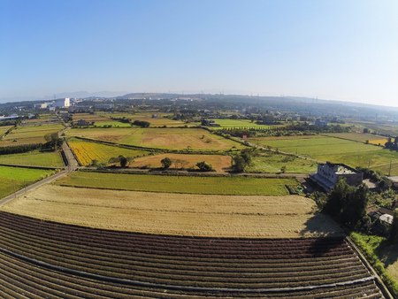 Platostoma palustre farmの写真素材