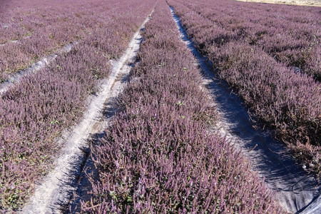 Platostoma palustre farmの写真素材