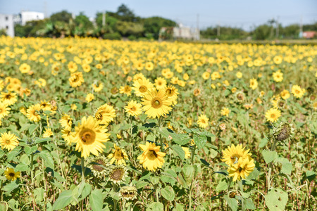 sunflowers on fieldの写真素材