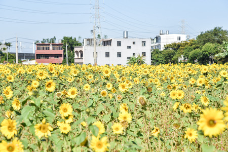 sunflowers on fieldの写真素材