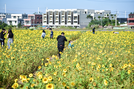 sunflowers at outdoorのeditorial素材