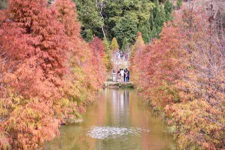 Bald cypress turns red in the garden of Sanwan, Miaoli, Taiwan