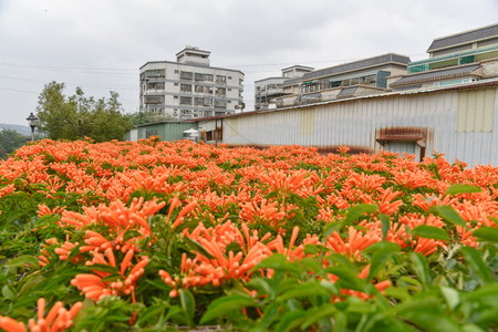 Orange trumpet flowers (Pyrostegia venusta) blooming with green leaves background. Pyrostegia venusta is also known as Orange trumpet, Flame flower, Fire-cracker vine, flamevine, orange trumpetvine.のeditorial素材