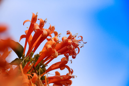 Orange trumpet flowers (Pyrostegia venusta) blooming with green leaves background. Pyrostegia venusta is also known as Orange trumpet, Flame flower, Fire-cracker vine, flamevine, orange trumpetvine.の写真素材
