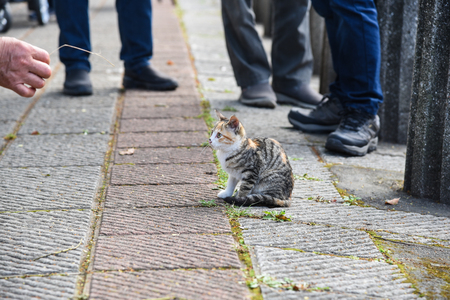 A small kitten stands on the road have a good timeの写真素材