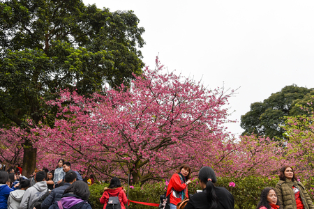 Taiwan Cherry blossoms in full bloom.のeditorial素材