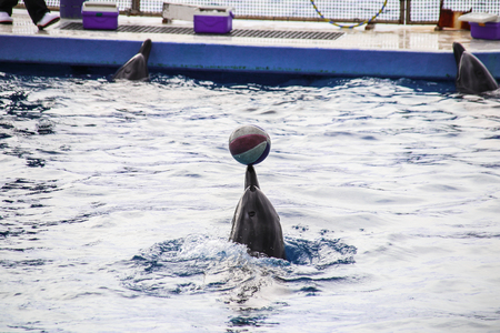 Okinawa, Japan-April 06, 2018: Black Killer whale show in Churaumi Aquarium, Okinawa.のeditorial素材