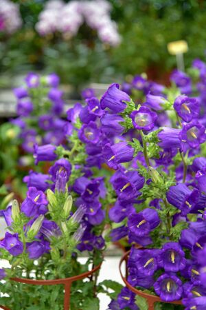 Close up of canterbury bells.の写真素材