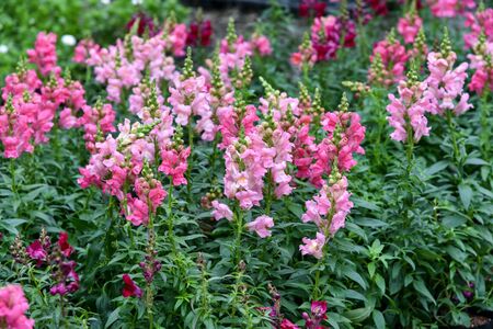 The name of these flowers is Common snapdragon. Scientific name is Antirrhinum majus.の写真素材