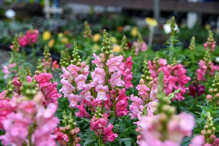 The name of these flowers is Common snapdragon. Scientific name is Antirrhinum majus.の写真素材