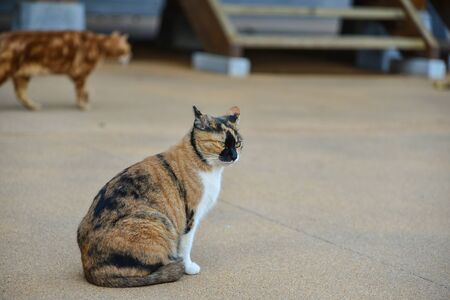 Cat resting under the roofの写真素材