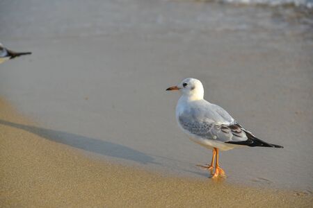 Seagulls in Haeundae Beach, Busan, South Korea Asia.の写真素材