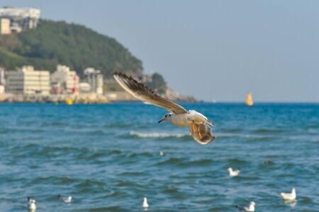 Seagulls in Haeundae Beach, Busan, South Korea Asia.の写真素材